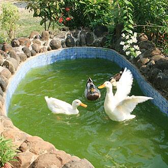 Countryside Farm, Alibaug 5